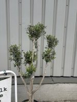 Small cloud tree in pot.