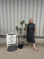 Small cloud tree in pot.