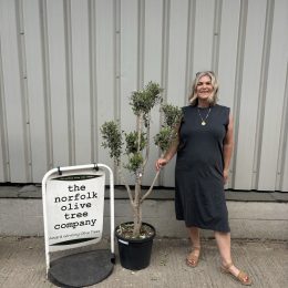 Small cloud tree in pot.