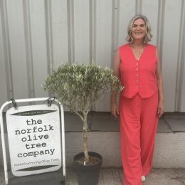 1/2 Standard olive tree. Delivery included