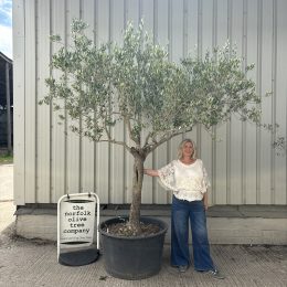 Mature Tuscan Olive Tree