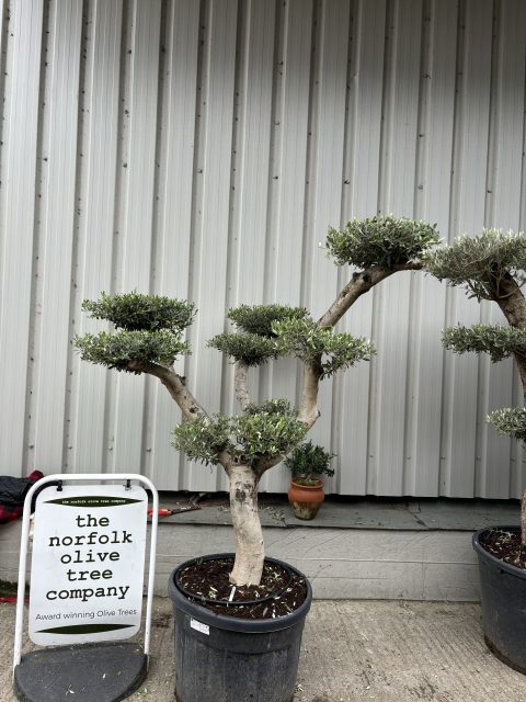 Smooth stem cloud tree