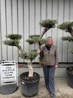 Smooth stem cloud tree