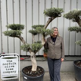 Smooth stem cloud tree