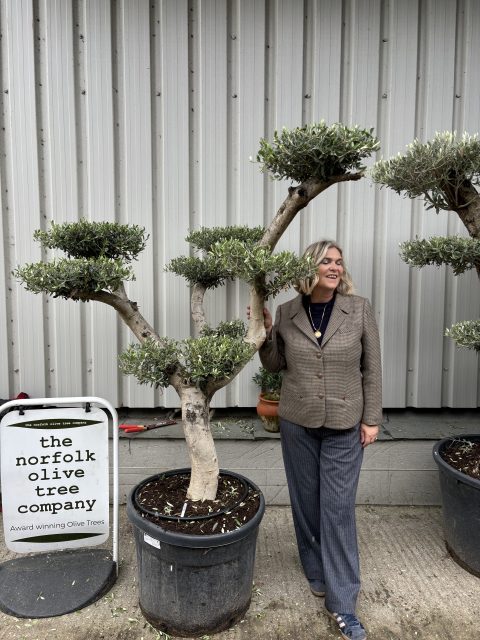 Smooth stem cloud tree