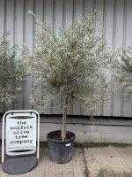 Smooth stem Olive tree