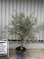 Smooth stem Olive tree