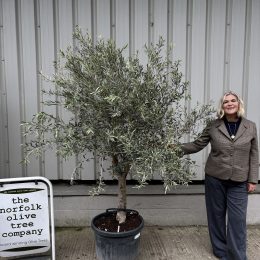 Bushy olive tree. Free delivery.