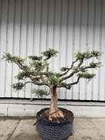 Niwaki cloud Olive tree