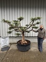 Niwaki cloud Olive tree