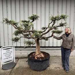 Niwaki cloud Olive tree