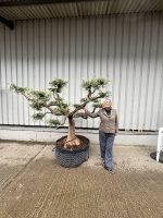 Niwaki cloud Olive tree