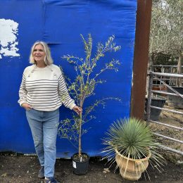 Koroneiki Greek Olive tree