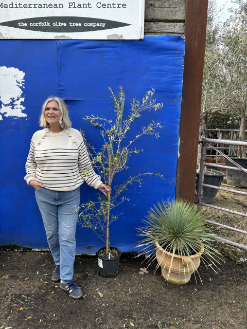 Koroneiki Greek Olive tree