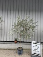 Tuscan Olive tree