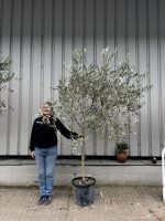 Tuscan Olive tree
