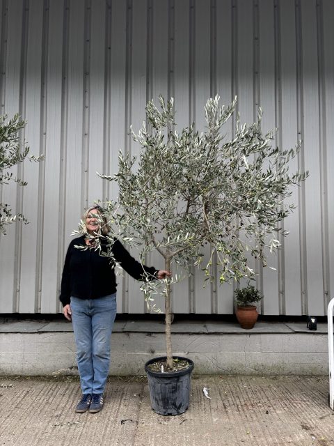 Tuscan Olive tree