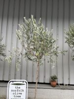 Tuscan Olive tree