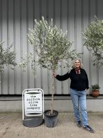 Tuscan Olive tree