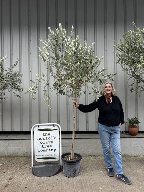 Tuscan Olive tree