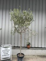 Tuscan Olive tree