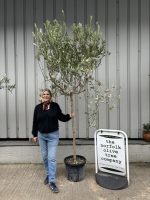 Tuscan Olive tree