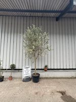 Frantoio Olive tree