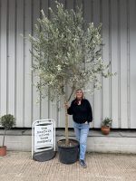 Frantoio Olive tree