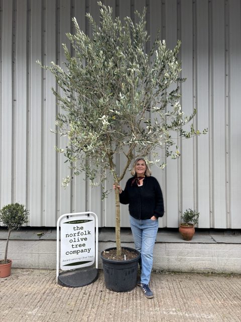 Frantoio Olive tree