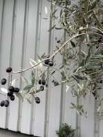 Frantoio Olive tree