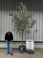 Frantoio Olive tree
