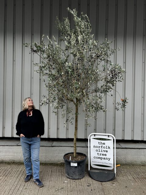 Frantoio Olive tree