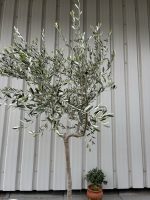 Tuscan Olive tree