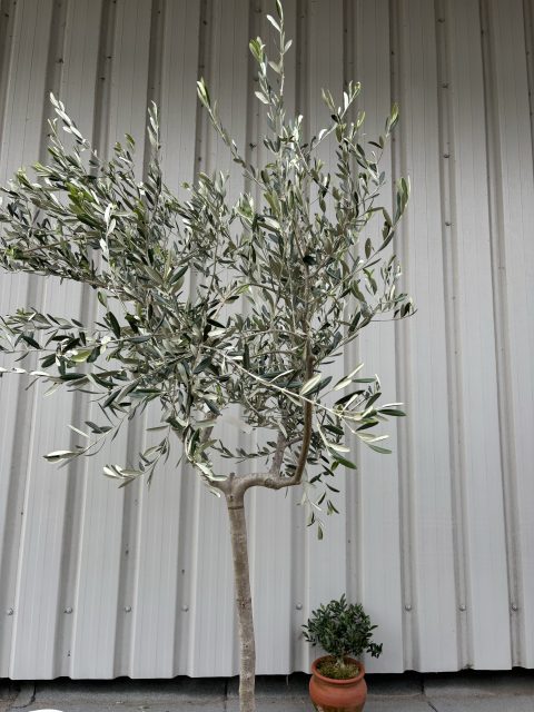Tuscan Olive tree
