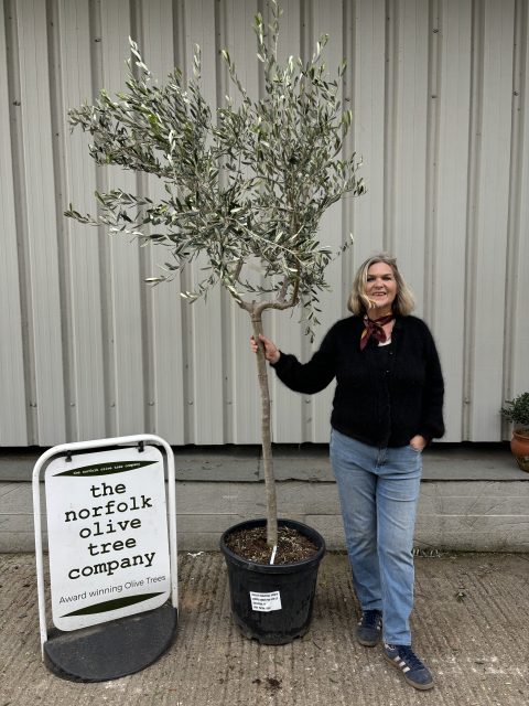 Tuscan Olive tree
