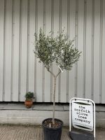 Tuscan Olive tree