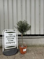 1/2 Standard Olive tree