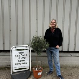 1/2 Standard Olive tree