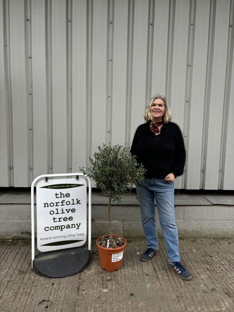 1/2 Standard Olive tree