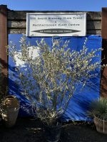 Wild Olive Tree - Oleaster variety.