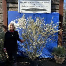 Wild Olive Tree - Oleaster variety.