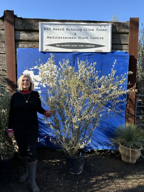 Wild Olive Tree - Oleaster variety.