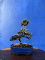 Cotoneaster Bonsai cloud