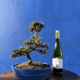 Cotoneaster Bonsai cloud