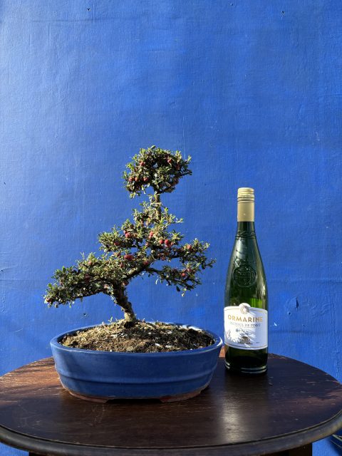 Cotoneaster Bonsai cloud