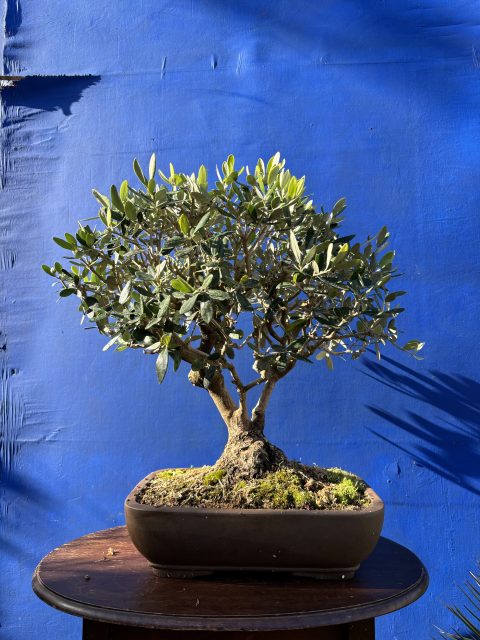 Olive Bonsai 