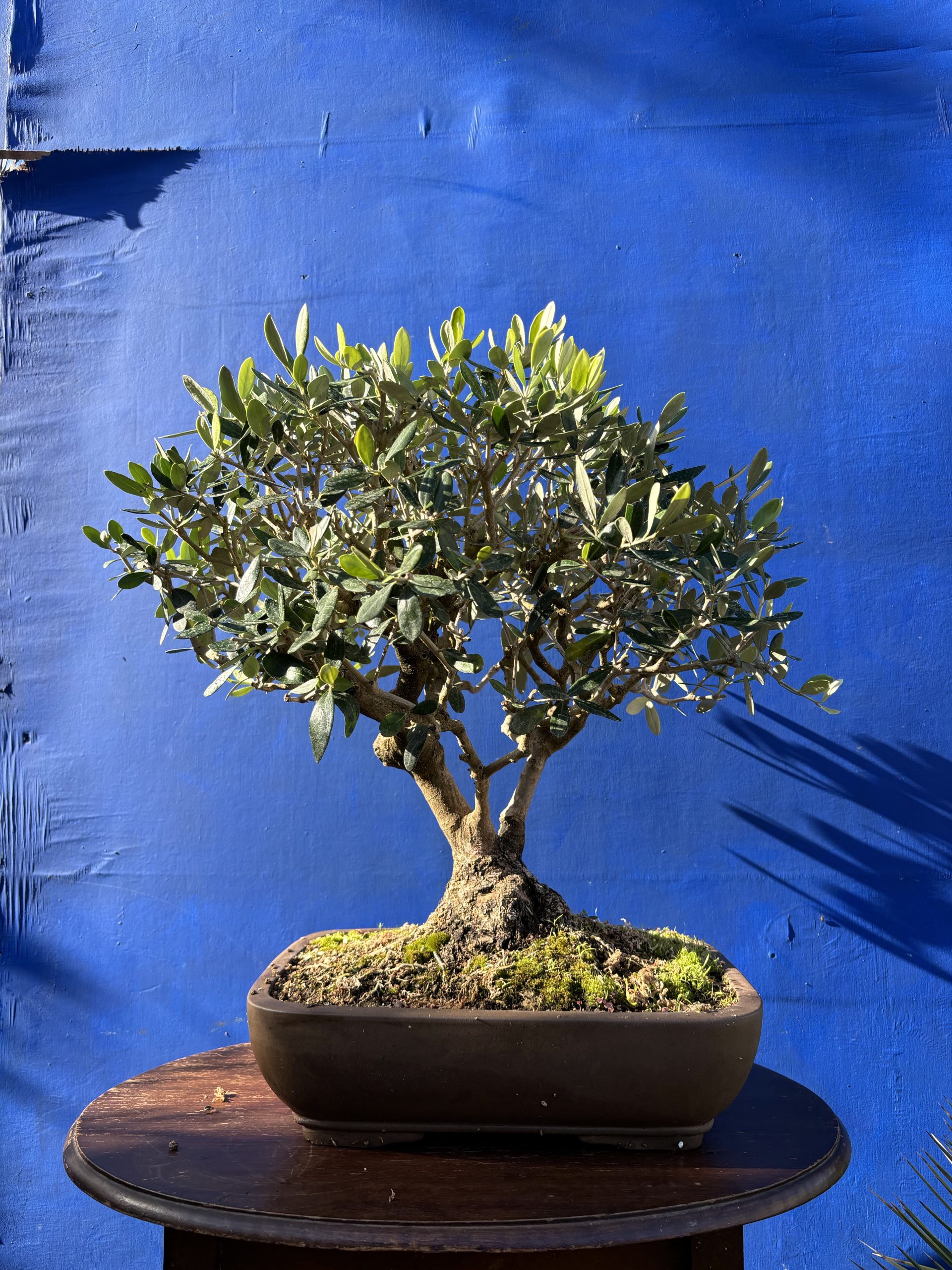 thumbnail image 2 of Olive Bonsai Tree Number 345P - ALL THINGS BONSAI 2 of 14