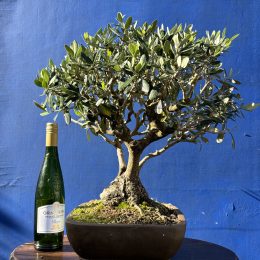 Olive Bonsai 