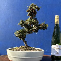 Cotoneaster Bonsai cloud