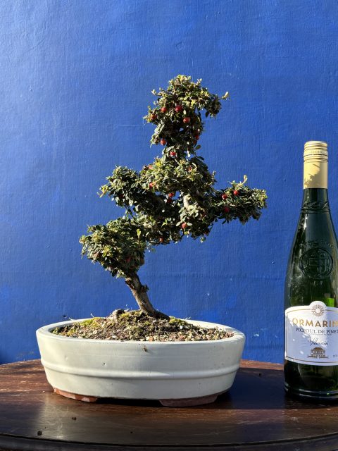 Cotoneaster Bonsai cloud